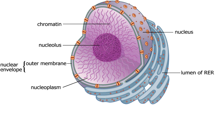 background of nucleus