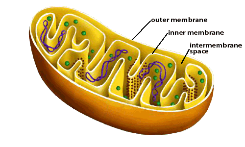 background of mitochondria